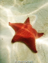 Sandy Bay, Roatan Honduras, beautiful spot for starfish! by Alison Ranheim 